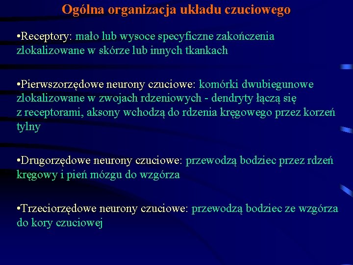 Ogólna organizacja układu czuciowego • Receptory: mało lub wysoce specyficzne zakończenia zlokalizowane w skórze