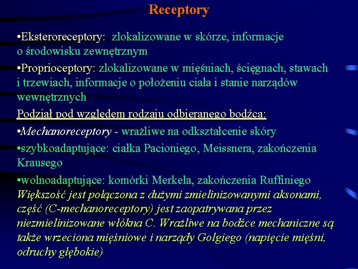 Receptory • Eksteroreceptory: zlokalizowane w skórze, informacje o środowisku zewnętrznym • Proprioceptory: zlokalizowane w