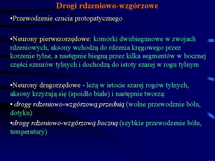 Drogi rdzeniowo-wzgórzowe • Przewodzenie czucia protopatycznego • Neurony pierwszorzędowe: komórki dwubiegunowe w zwojach rdzeniowych,