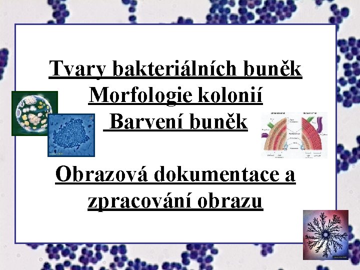 Tvary bakteriálních buněk Morfologie kolonií Barvení buněk Obrazová dokumentace a zpracování obrazu 