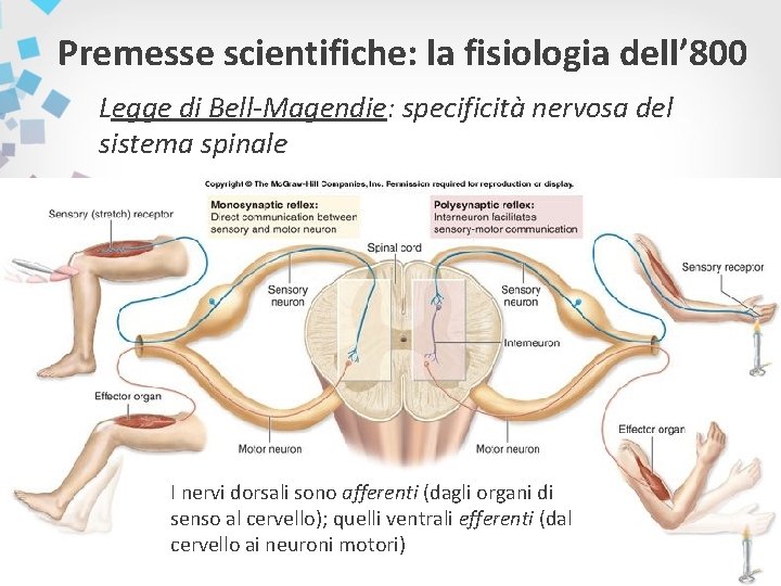 Premesse scientifiche: la fisiologia dell’ 800 Legge di Bell-Magendie: specificità nervosa del sistema spinale