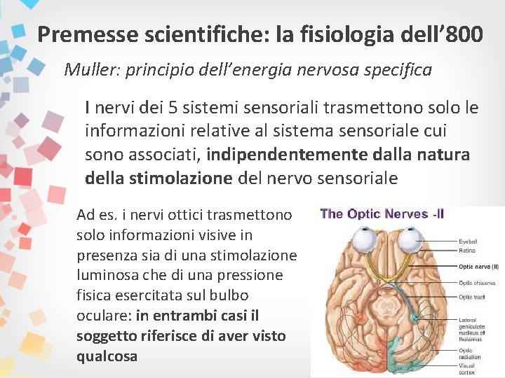 Premesse scientifiche: la fisiologia dell’ 800 Muller: principio dell’energia nervosa specifica I nervi dei