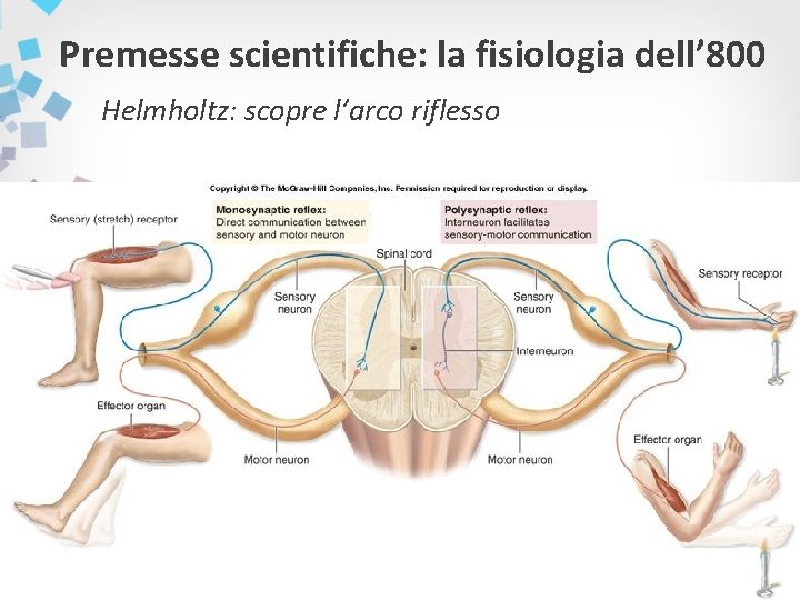 Premesse scientifiche: la fisiologia dell’ 800 Helmholtz: scopre l’arco riflesso 