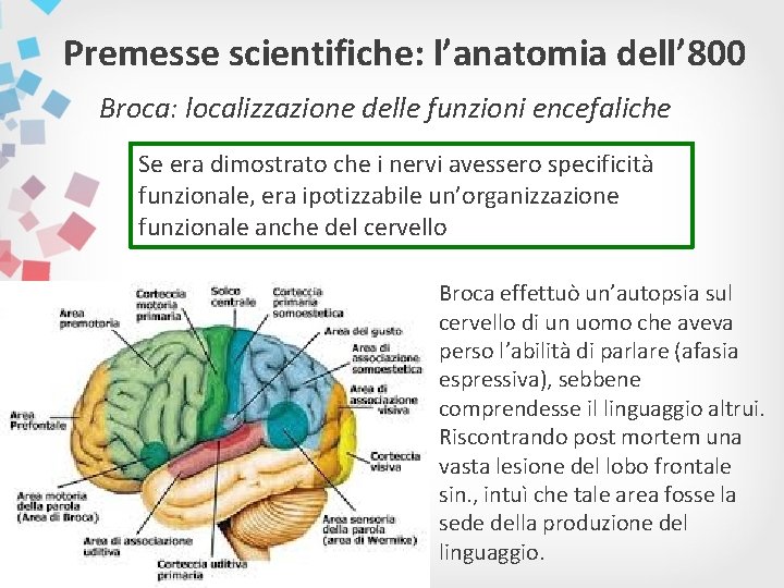 Premesse scientifiche: l’anatomia dell’ 800 Broca: localizzazione delle funzioni encefaliche Se era dimostrato che