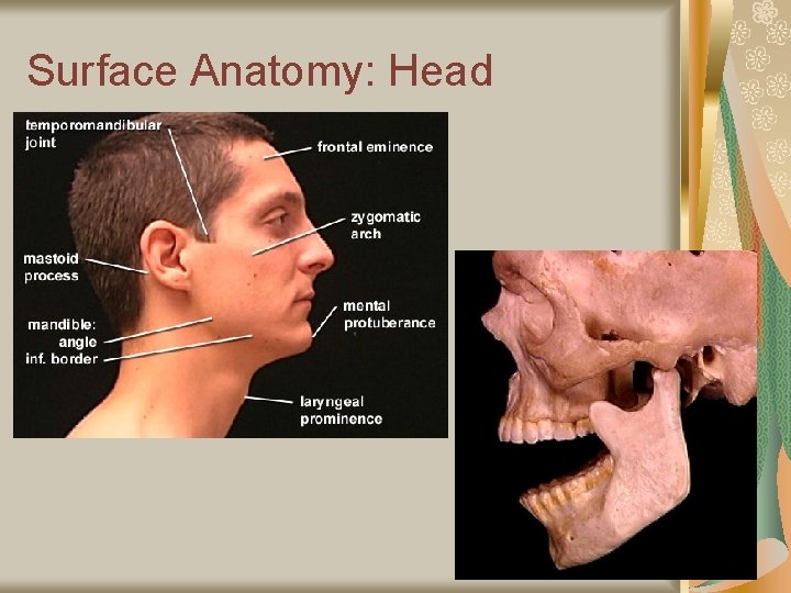 Surface Anatomy: Head 