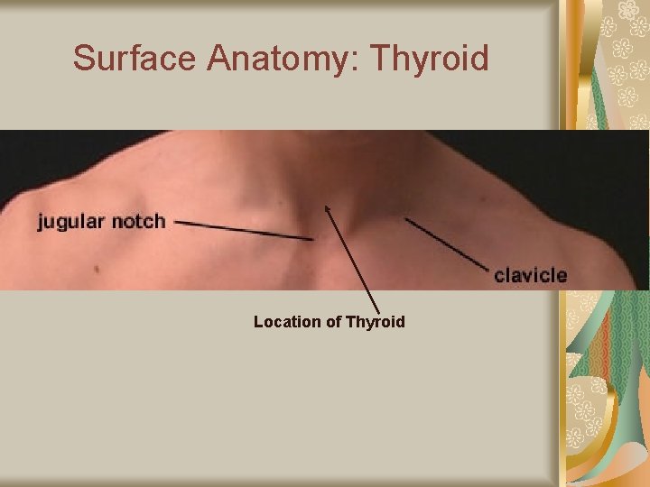 Surface Anatomy: Thyroid Location of Thyroid 