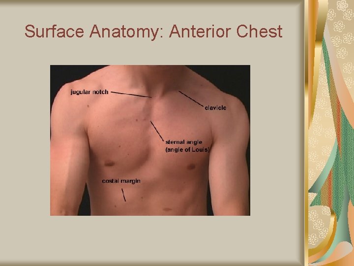 Surface Anatomy: Anterior Chest 