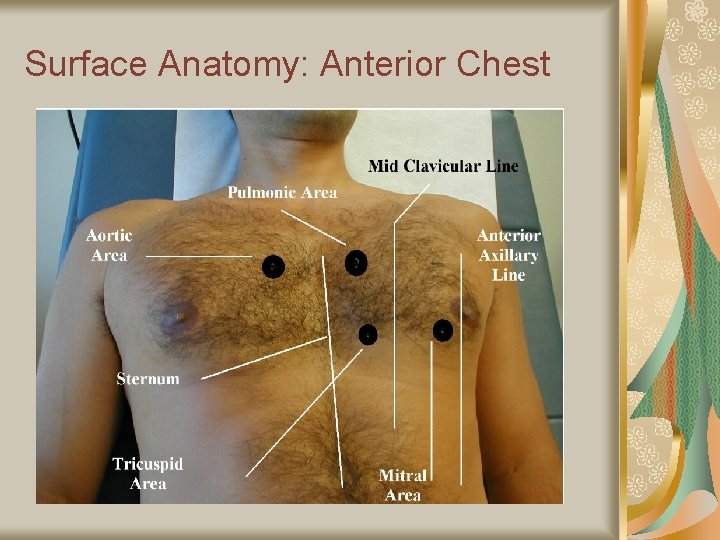 Surface Anatomy: Anterior Chest 