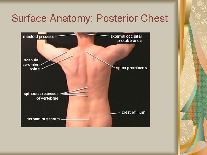 Surface Anatomy: Posterior Chest 