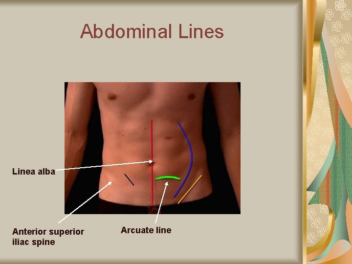 Abdominal Lines Linea alba Anterior superior iliac spine Arcuate line 