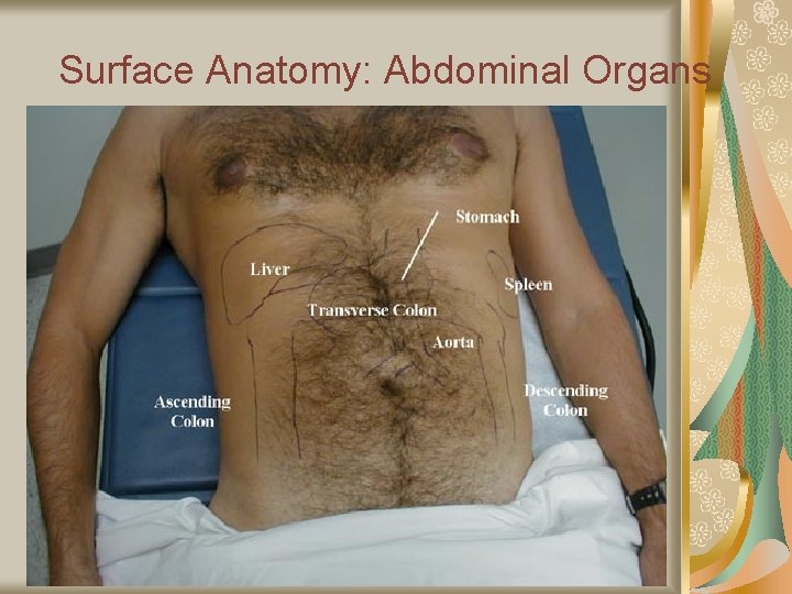 Surface Anatomy: Abdominal Organs 
