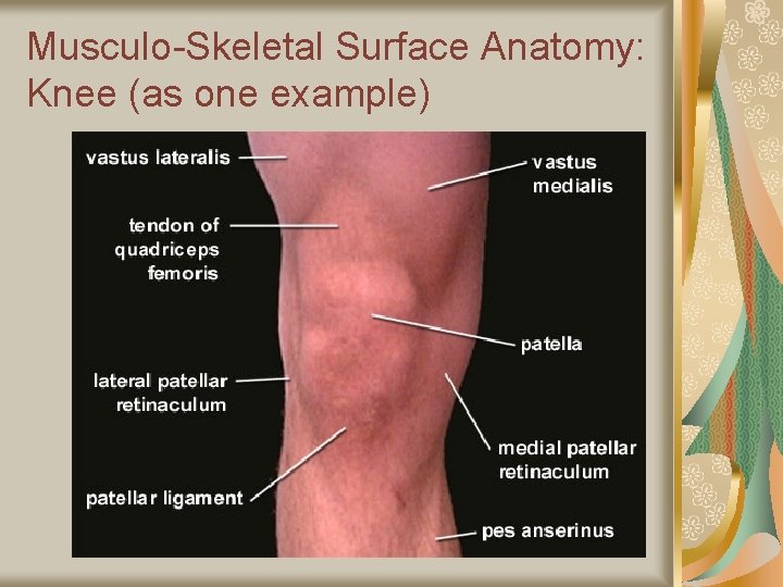 Musculo-Skeletal Surface Anatomy: Knee (as one example) 