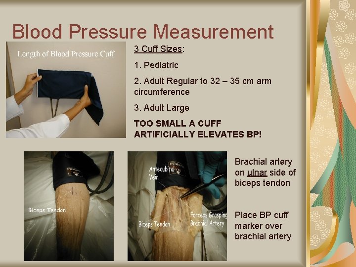 Blood Pressure Measurement 3 Cuff Sizes: 1. Pediatric 2. Adult Regular to 32 –