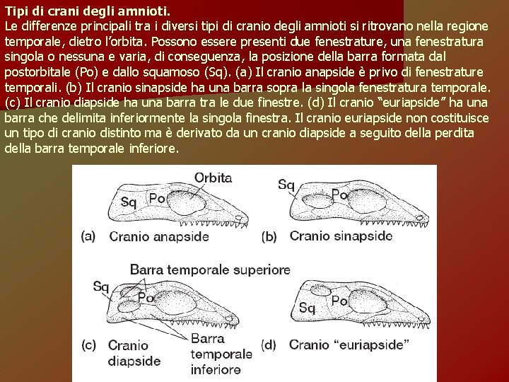 Tipi di crani degli amnioti. Le differenze principali tra i diversi tipi di cranio