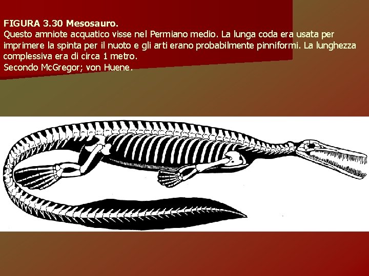 FIGURA 3. 30 Mesosauro. Questo amniote acquatico visse nel Permiano medio. La lunga coda