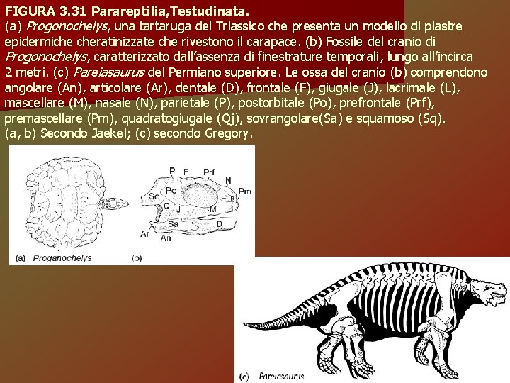 FIGURA 3. 31 Parareptilia, Testudinata. (a) Progonochelys, una tartaruga del Triassico che presenta un
