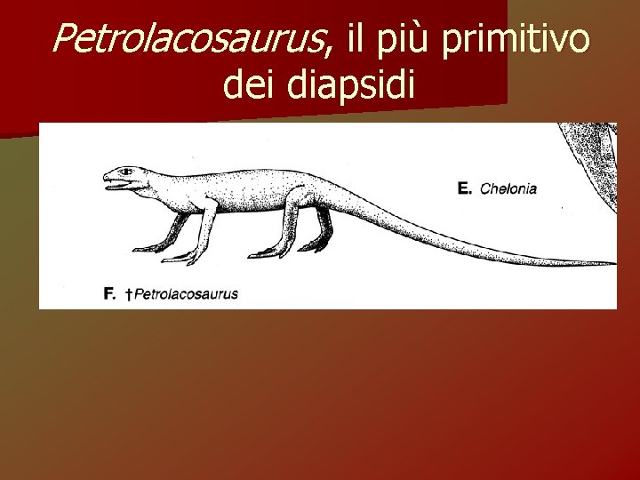 Petrolacosaurus, il più primitivo dei diapsidi 