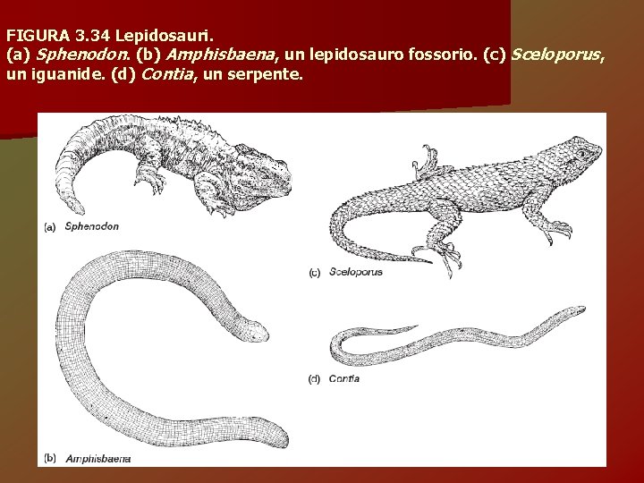 FIGURA 3. 34 Lepidosauri. (a) Sphenodon. (b) Amphisbaena, un lepidosauro fossorio. (c) Sceloporus, un
