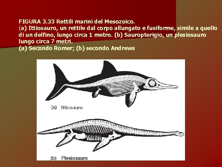 FIGURA 3. 33 Rettili marini del Mesozoico. (a) Ittiosauro, un rettile dal corpo allungato