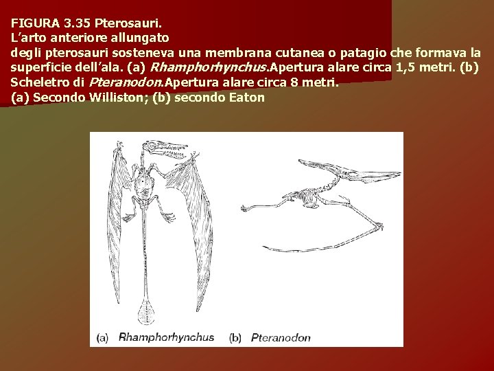 FIGURA 3. 35 Pterosauri. L’arto anteriore allungato degli pterosauri sosteneva una membrana cutanea o