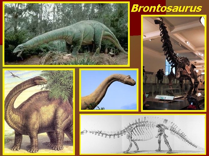Brontosaurus 