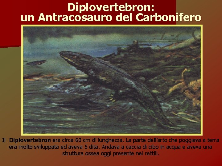 Diplovertebron: un Antracosauro del Carbonifero Il Diplovertebron era circa 60 cm di lunghezza. La