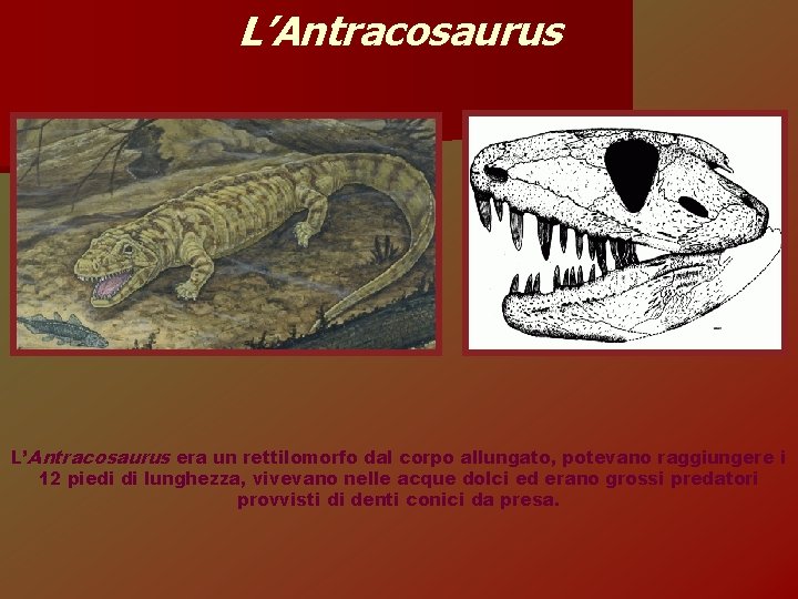 L’Antracosaurus era un rettilomorfo dal corpo allungato, potevano raggiungere i 12 piedi di lunghezza,