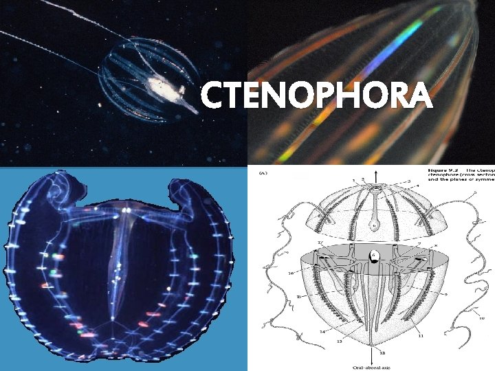 CTENOPHORA 