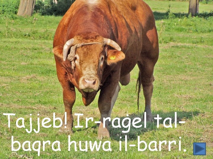 Tajjeb! Ir-raġel talbaqra huwa il-barri. 