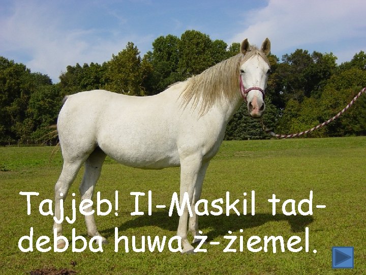 Tajjeb! Il-Maskil taddebba huwa ż-żiemel. 