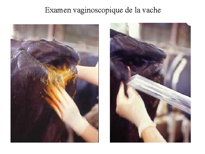 Examen vaginoscopique de la vache 