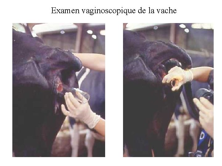 Examen vaginoscopique de la vache 