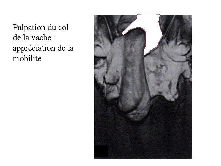 Palpation du col de la vache : appréciation de la mobilité 