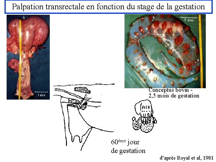 Palpation transrectale en fonction du stage de la gestation Conceptus bovin 2, 5 mois