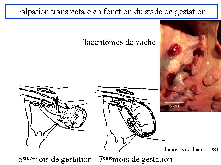 Palpation transrectale en fonction du stade de gestation Placentomes de vache d’après Royal et