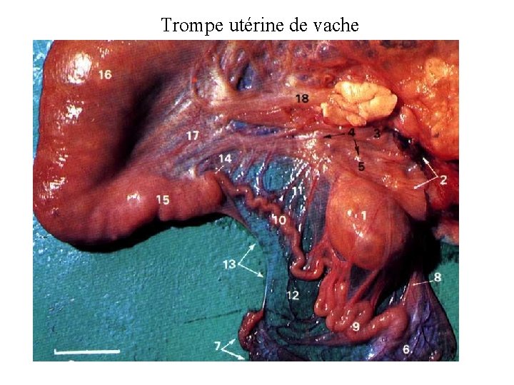 Trompe utérine de vache 