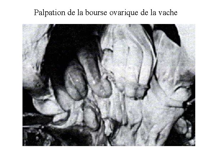 Palpation de la bourse ovarique de la vache 