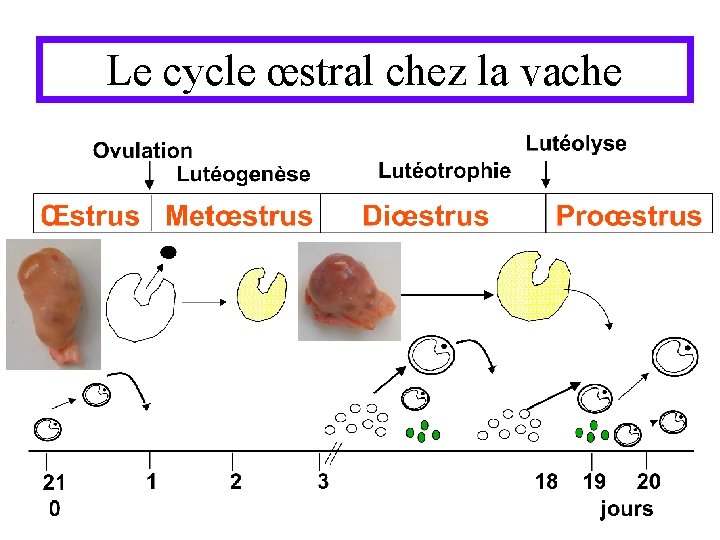 Le cycle œstral chez la vache 