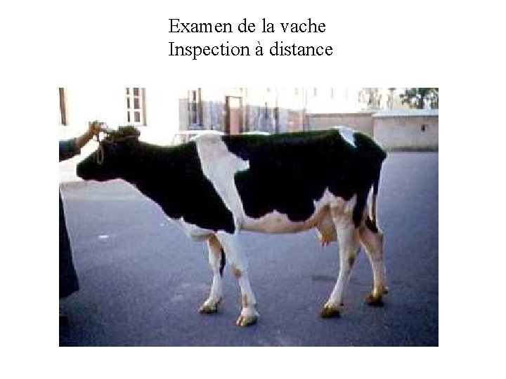Examen de la vache Inspection à distance 