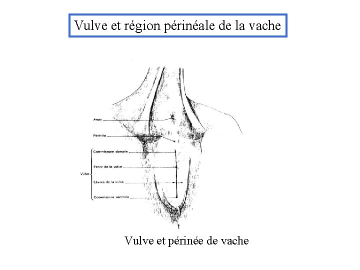 Vulve et région périnéale de la vache Vulve et périnée de vache 