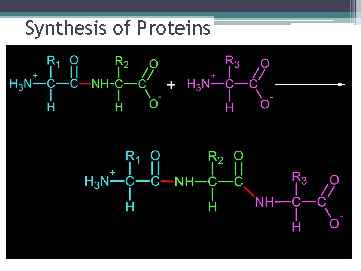 Synthesis of Proteins 