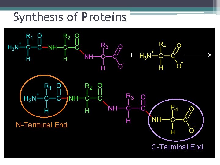 Synthesis of Proteins N-Terminal End C-Terminal End 