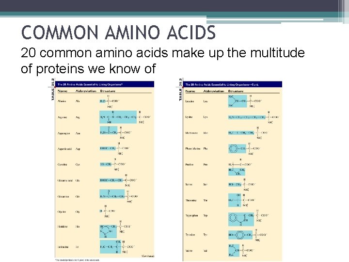 COMMON AMINO ACIDS 20 common amino acids make up the multitude of proteins we