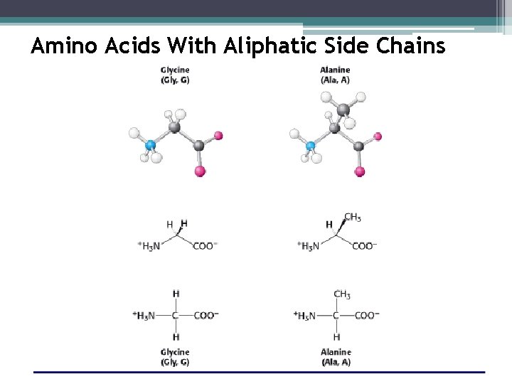 Amino Acids With Aliphatic Side Chains 