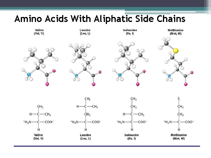 Amino Acids With Aliphatic Side Chains 