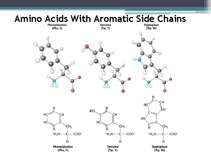 Amino Acids With Aromatic Side Chains 