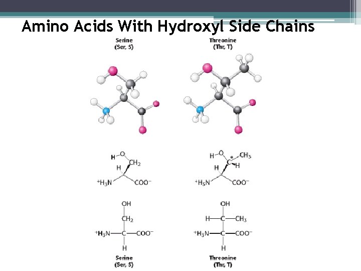 Amino Acids With Hydroxyl Side Chains 