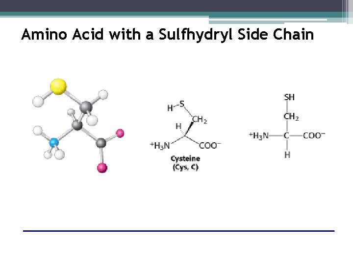 Amino Acid with a Sulfhydryl Side Chain 