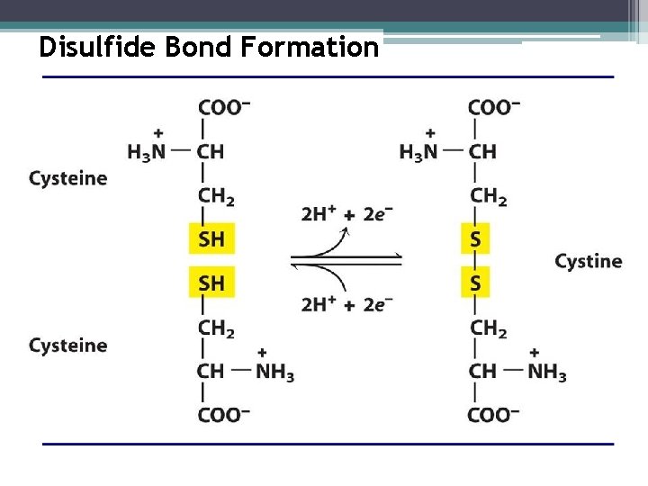 Disulfide Bond Formation 