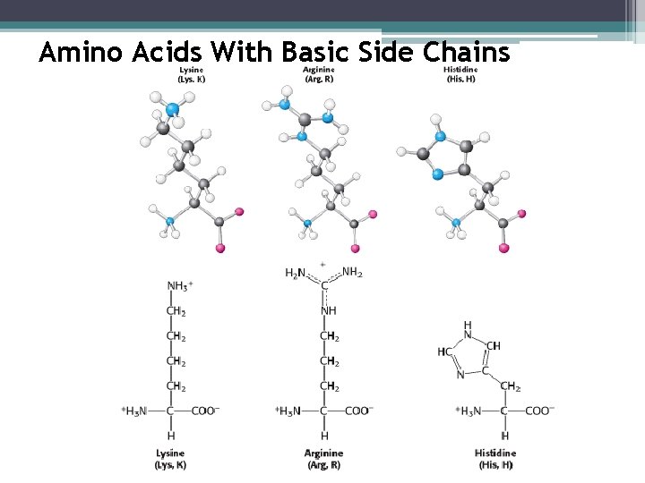 Amino Acids With Basic Side Chains 